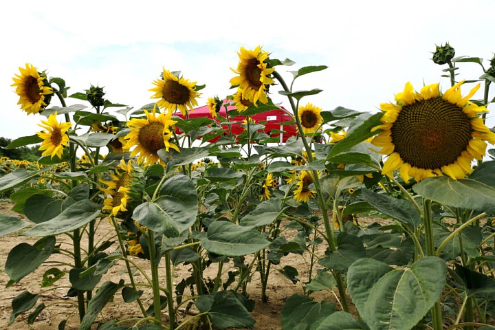 Skládací altán na potisk reklamou 4m*4m