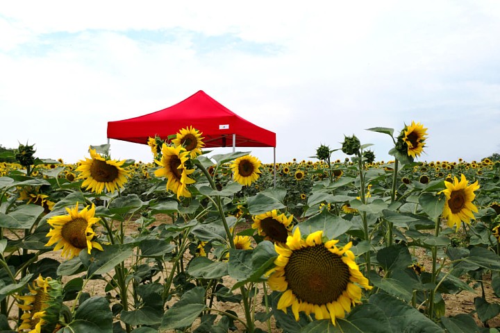 Rozkládací stan pro potisk 4m*4m